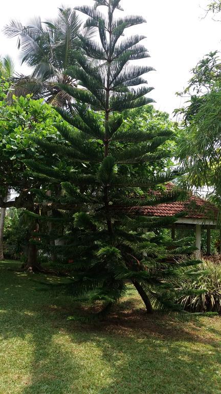 4 Seasons Guesthouse Hikkaduwa Exterior foto